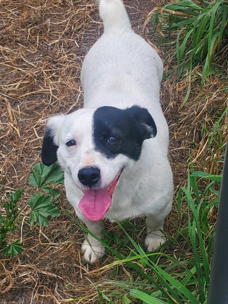 Enlarge Half-N-Half, a ADOPTABLE mixed breed in Eureka, CA image 4/4