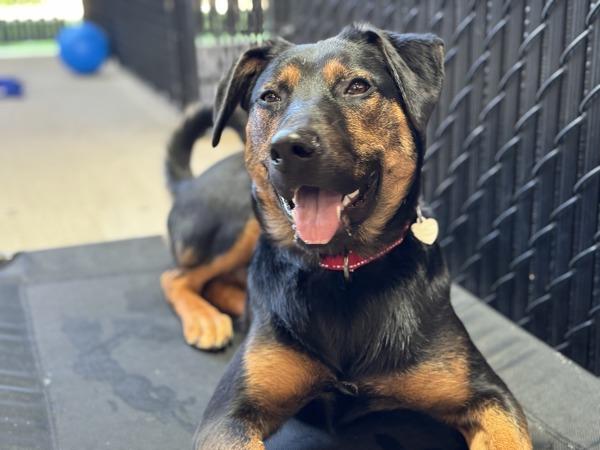 Enlarge Sasha, a Adoptable mixed breed in Portland, OR image 1/1