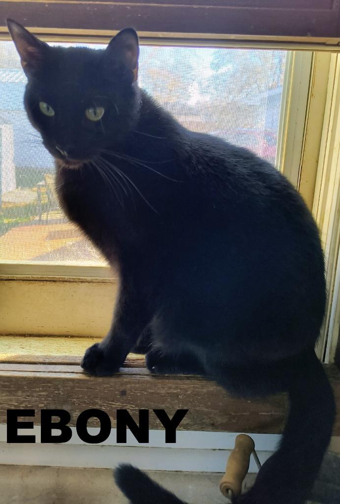 Enlarge Ebony, a Adoptable mixed breed in Owatonna, MN image 1/3