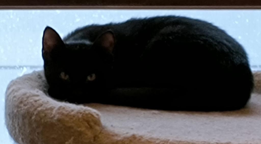 Enlarge Ebony, a Adoptable mixed breed in Owatonna, MN image 2/4