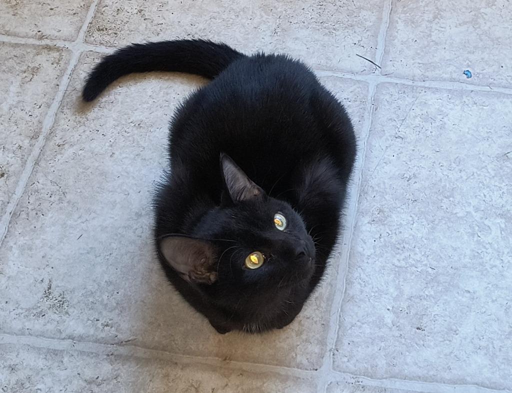 Enlarge Ebony, a Adoptable mixed breed in Owatonna, MN image 3/3