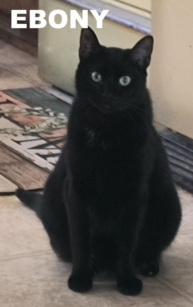 Enlarge Ebony, a Adoptable mixed breed in Owatonna, MN image 3/4