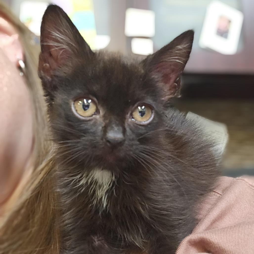 Enlarge Miss Rip Van Winkle, a Adoptable Domestic Short Hair in Marion, IL image 2/6