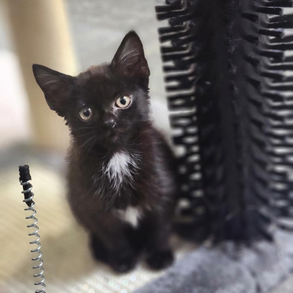 Enlarge Miss Rip Van Winkle, a Adoptable Domestic Short Hair in Marion, IL image 6/6