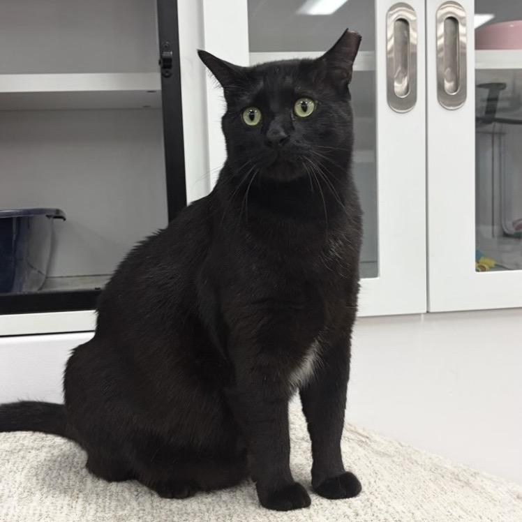 Troy, Adoptable, Adult Male Domestic Short Hair.
