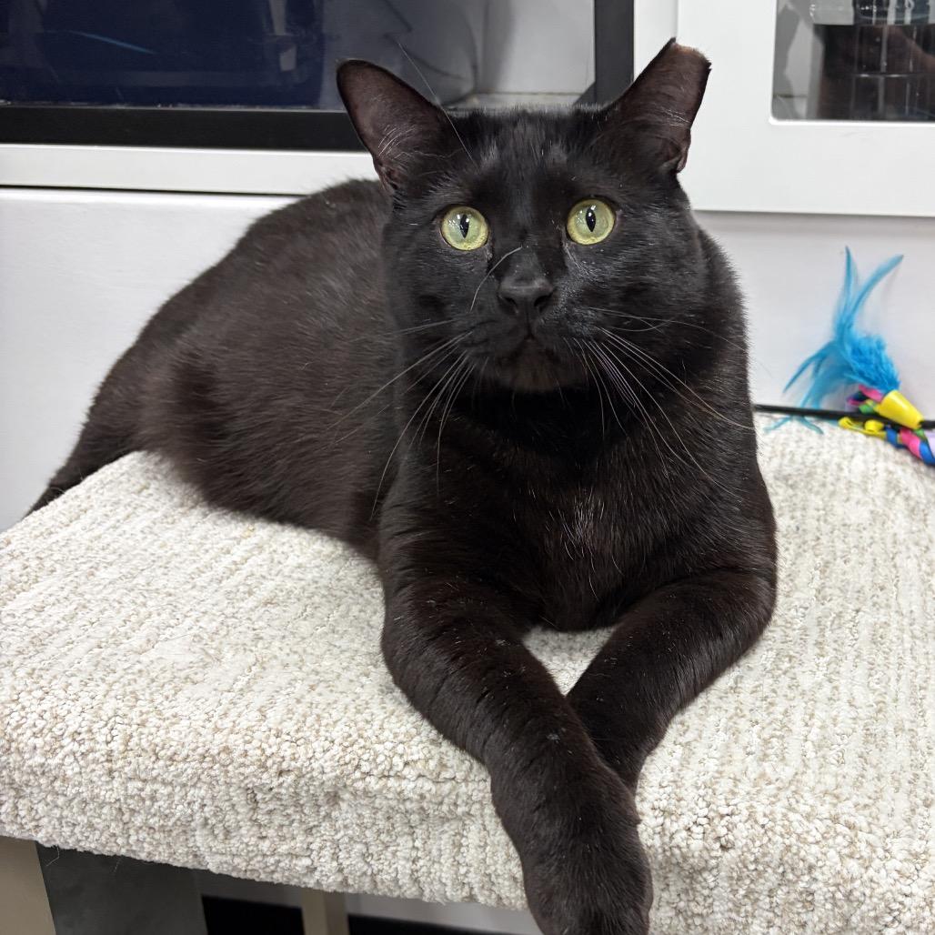 Enlarge Troy, a Adoptable Domestic Short Hair in Jupiter, FL image 2/4
