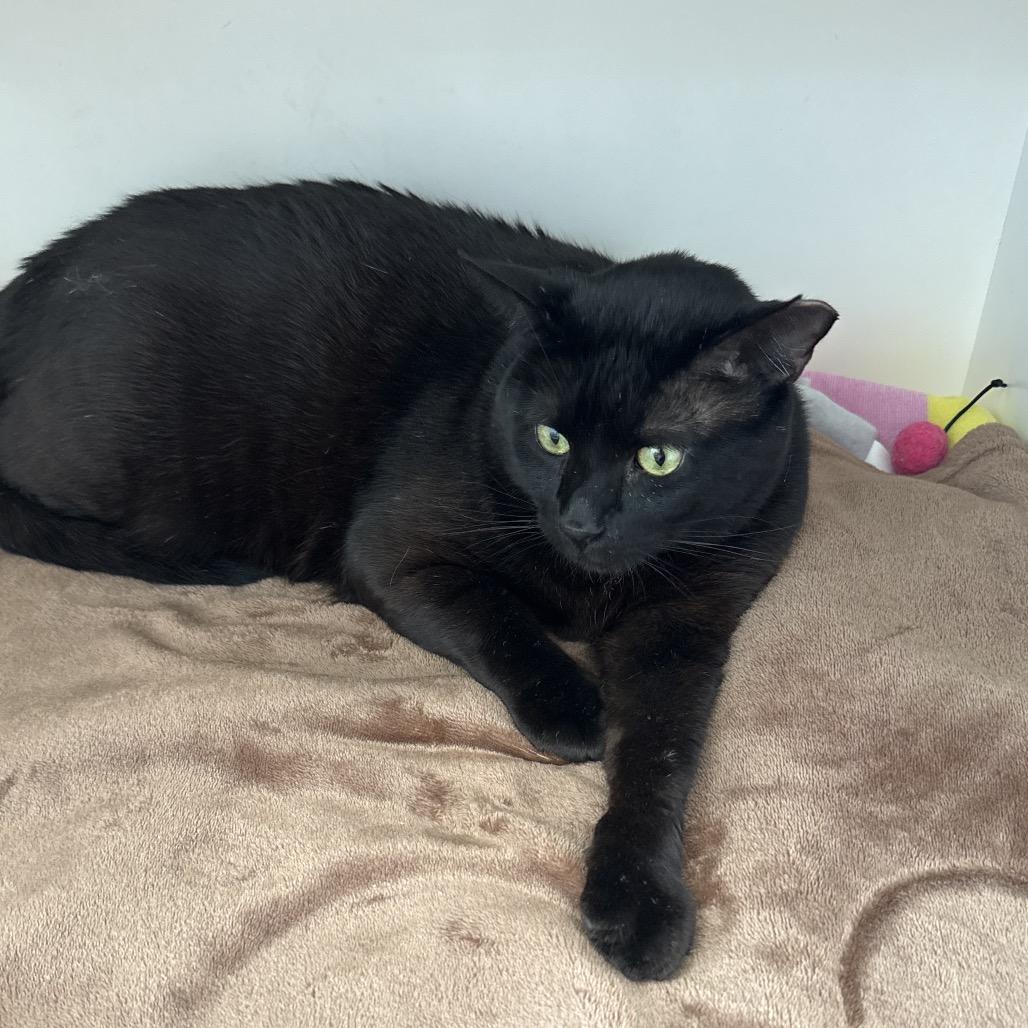 Enlarge Troy, a Adoptable Domestic Short Hair in Jupiter, FL image 3/4