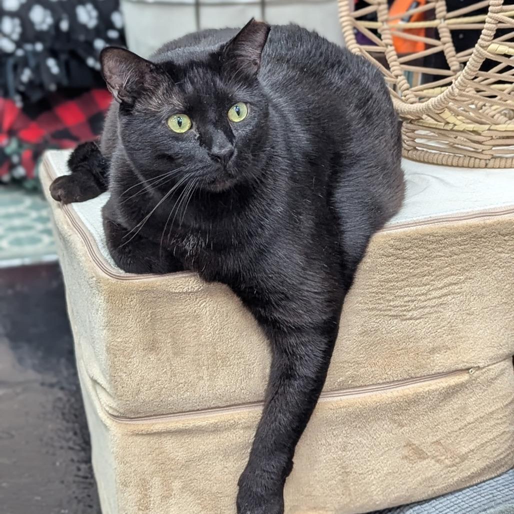 Enlarge Troy, a Adoptable Domestic Short Hair in Jupiter, FL image 4/4
