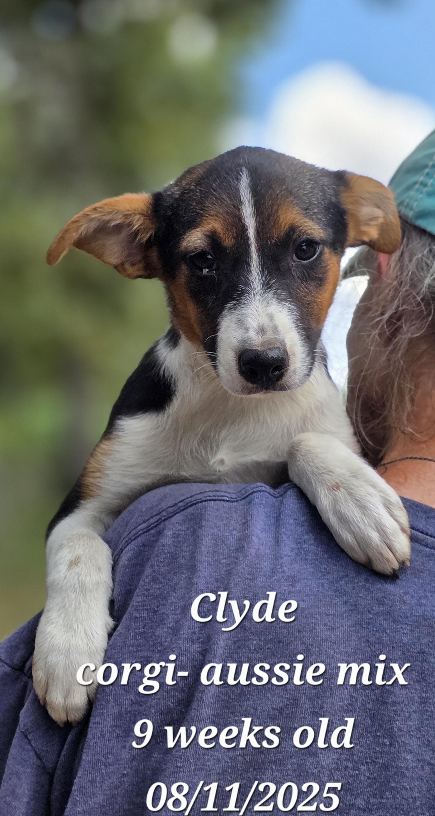 Clyde, Adoptable, Puppy Male Cardigan Welsh Corgi & Australian Shepherd.