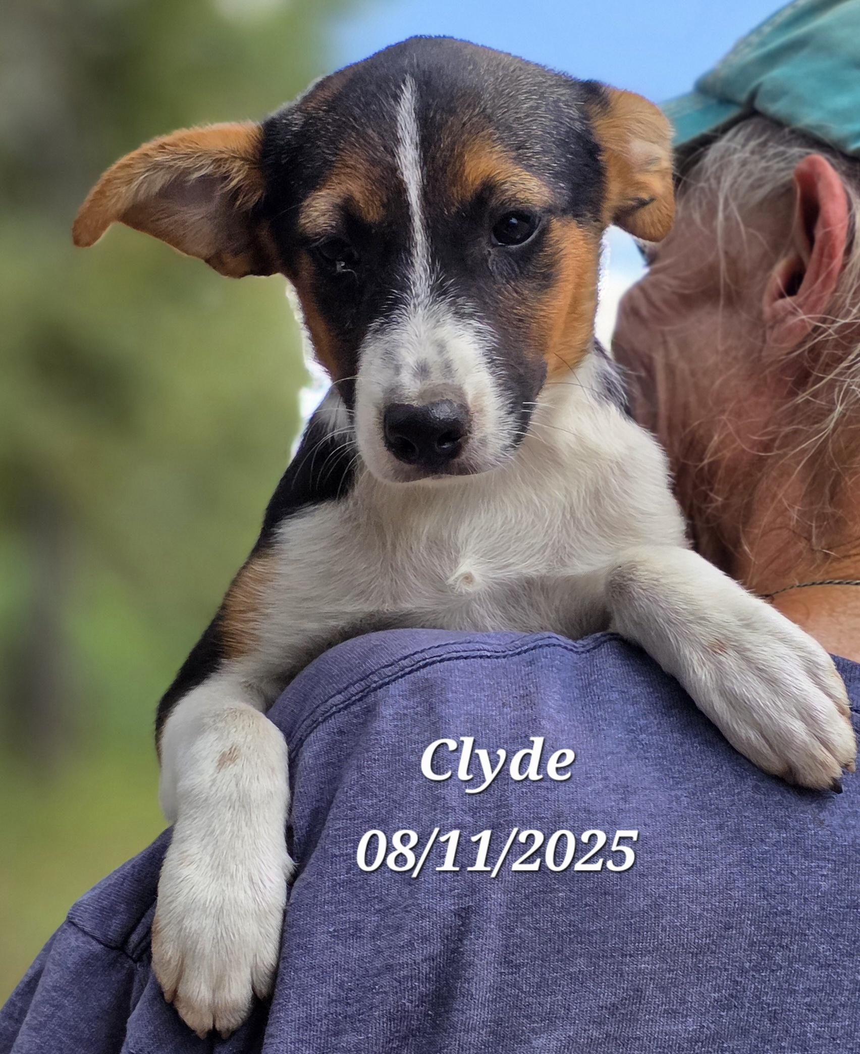 Clyde, a Adoptable mixed breed in Warren, RI image 2/5