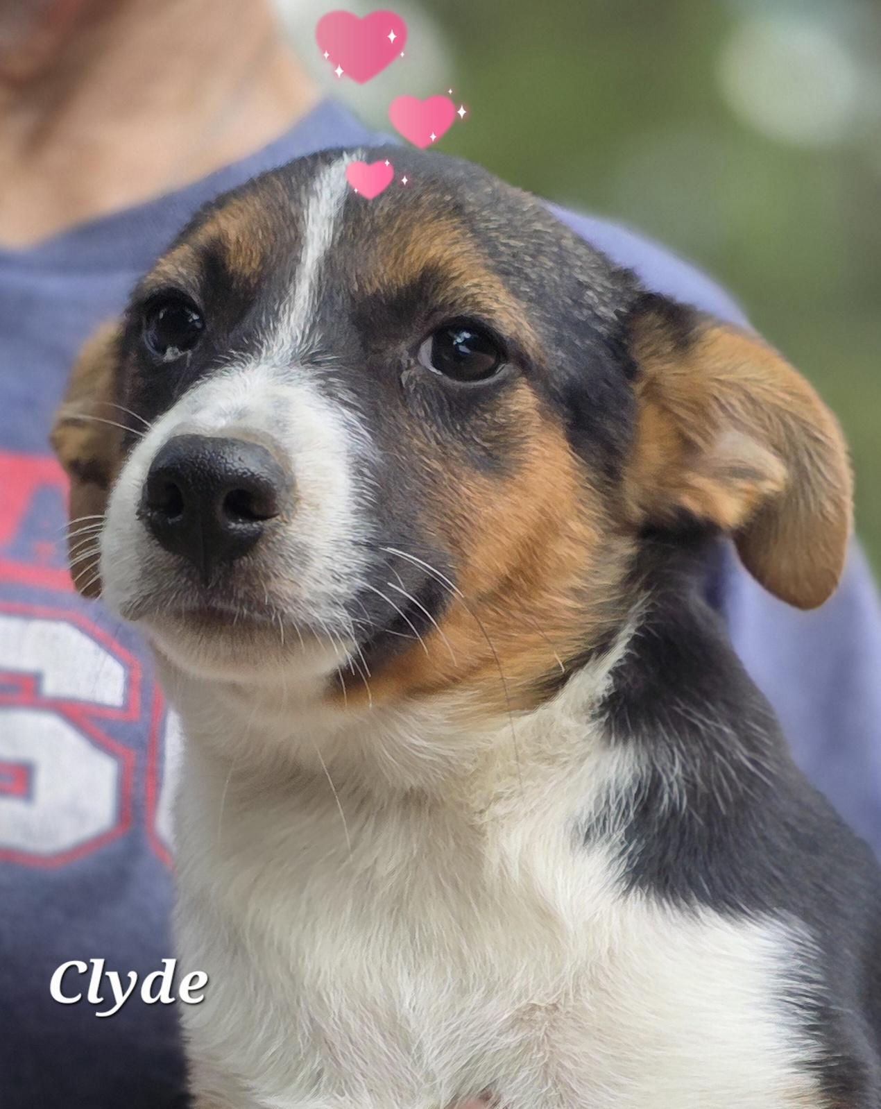 Clyde, a Adoptable mixed breed in Warren, RI image 3/5