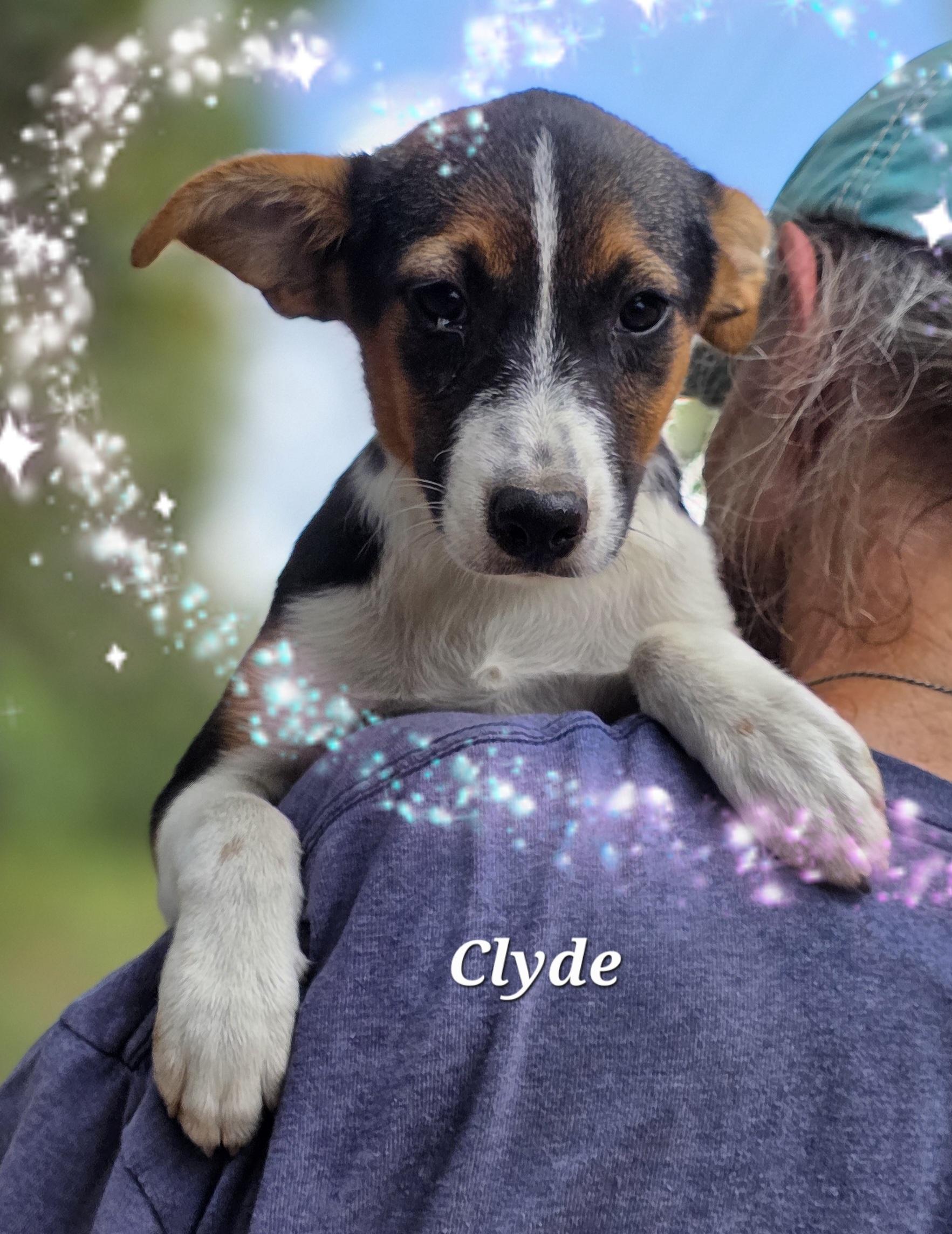 Clyde, a Adoptable mixed breed in Warren, RI image 4/5