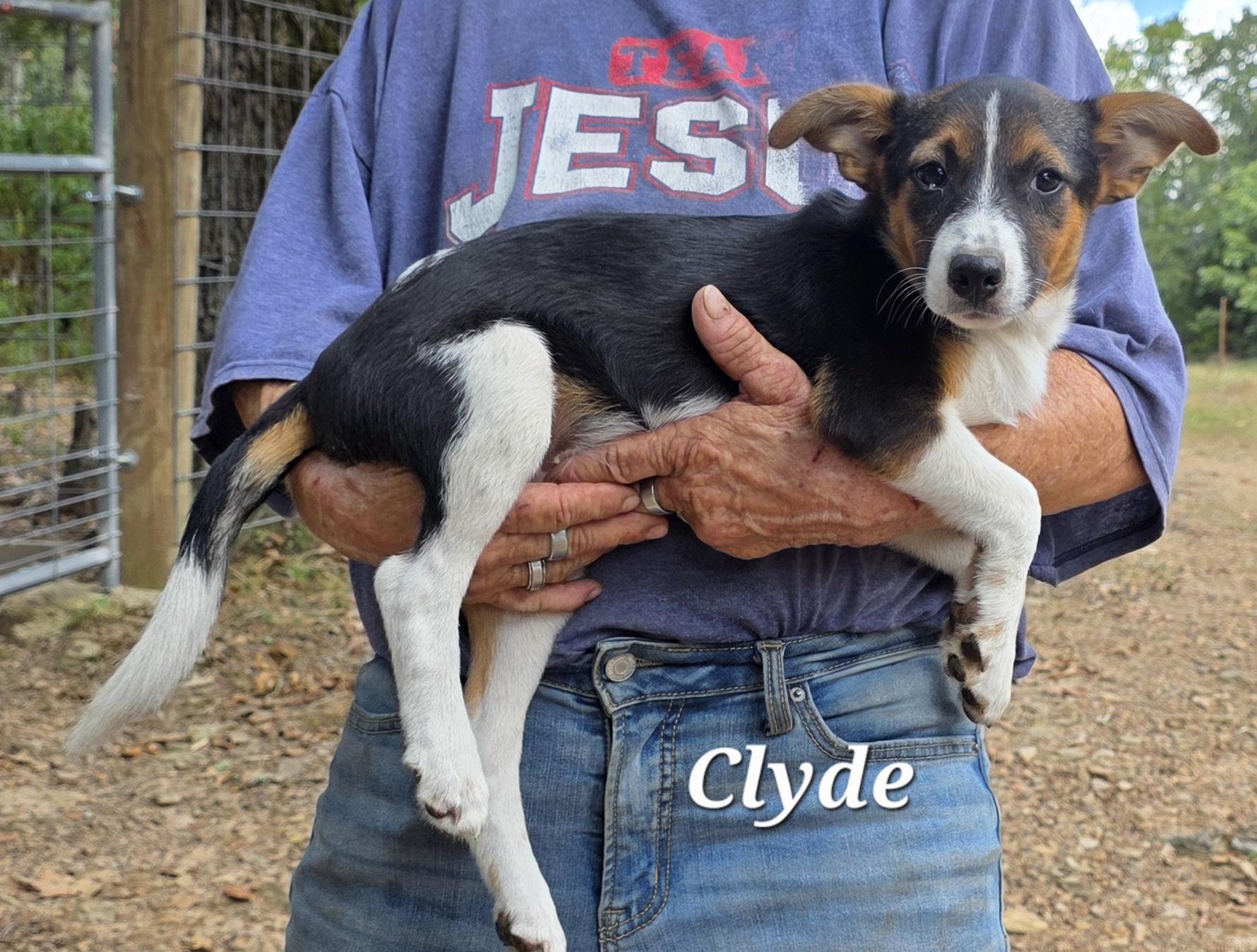 Clyde, a Adoptable mixed breed in Warren, RI image 5/5