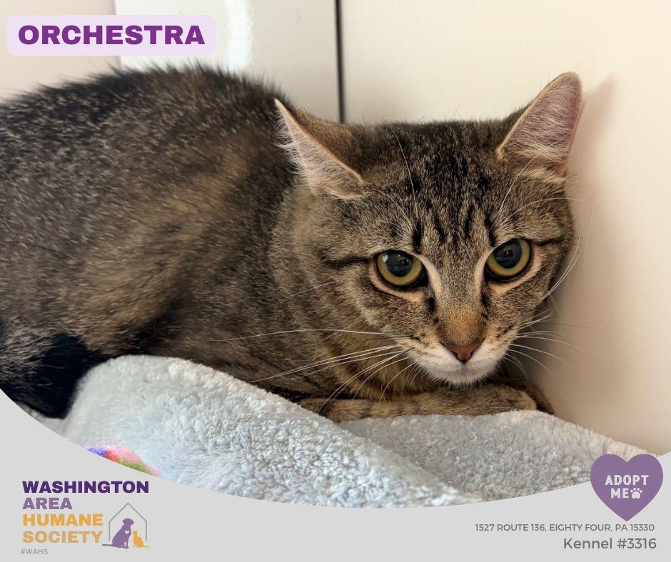 Orchestra, ADOPTABLE, Adult Female Domestic Short Hair.
