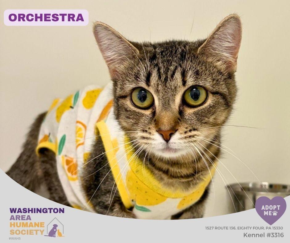 Enlarge Orchestra, a ADOPTABLE mixed breed in Eighty Four, PA image 1/3