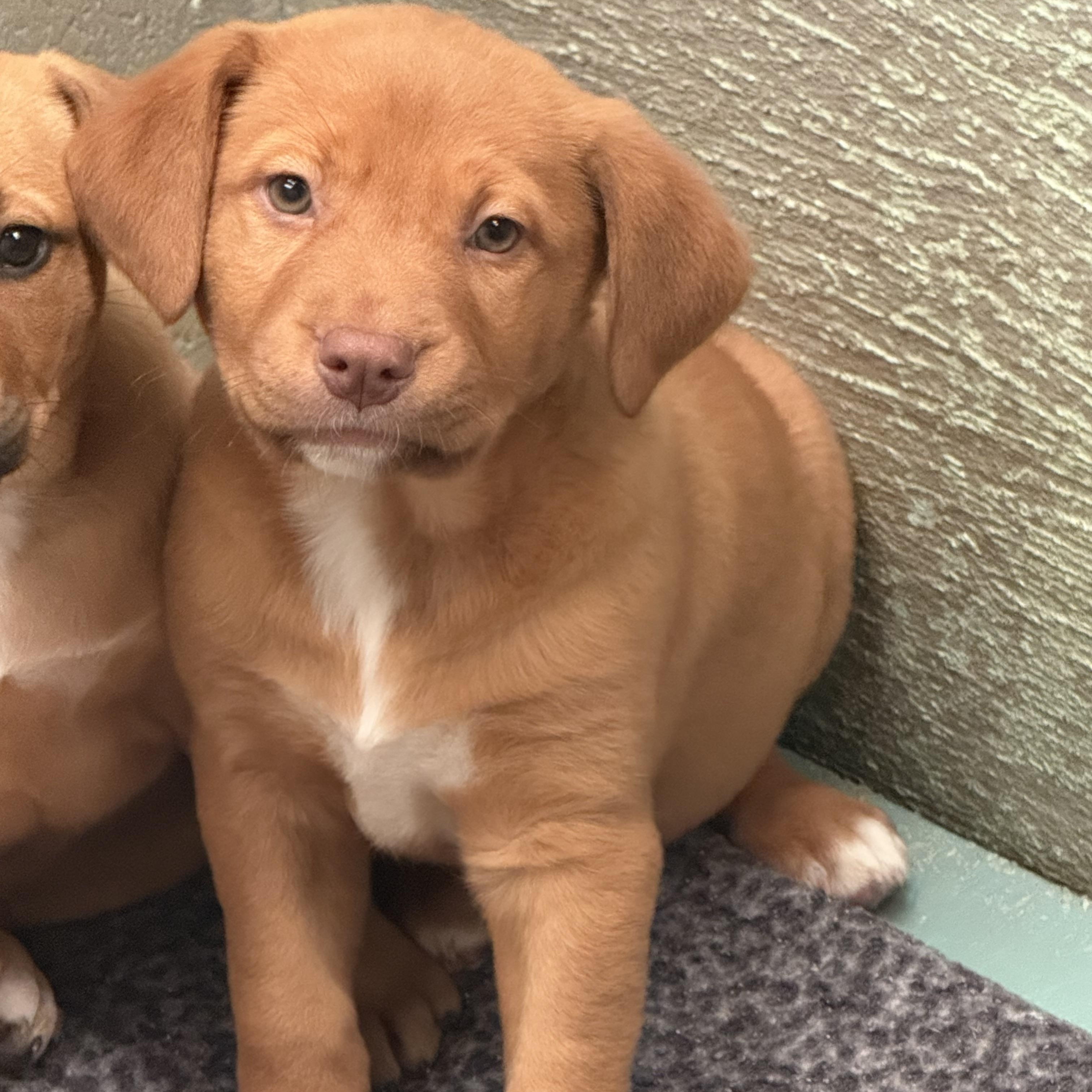 Mimi, ADOPTABLE, Puppy Female Mixed Breed.