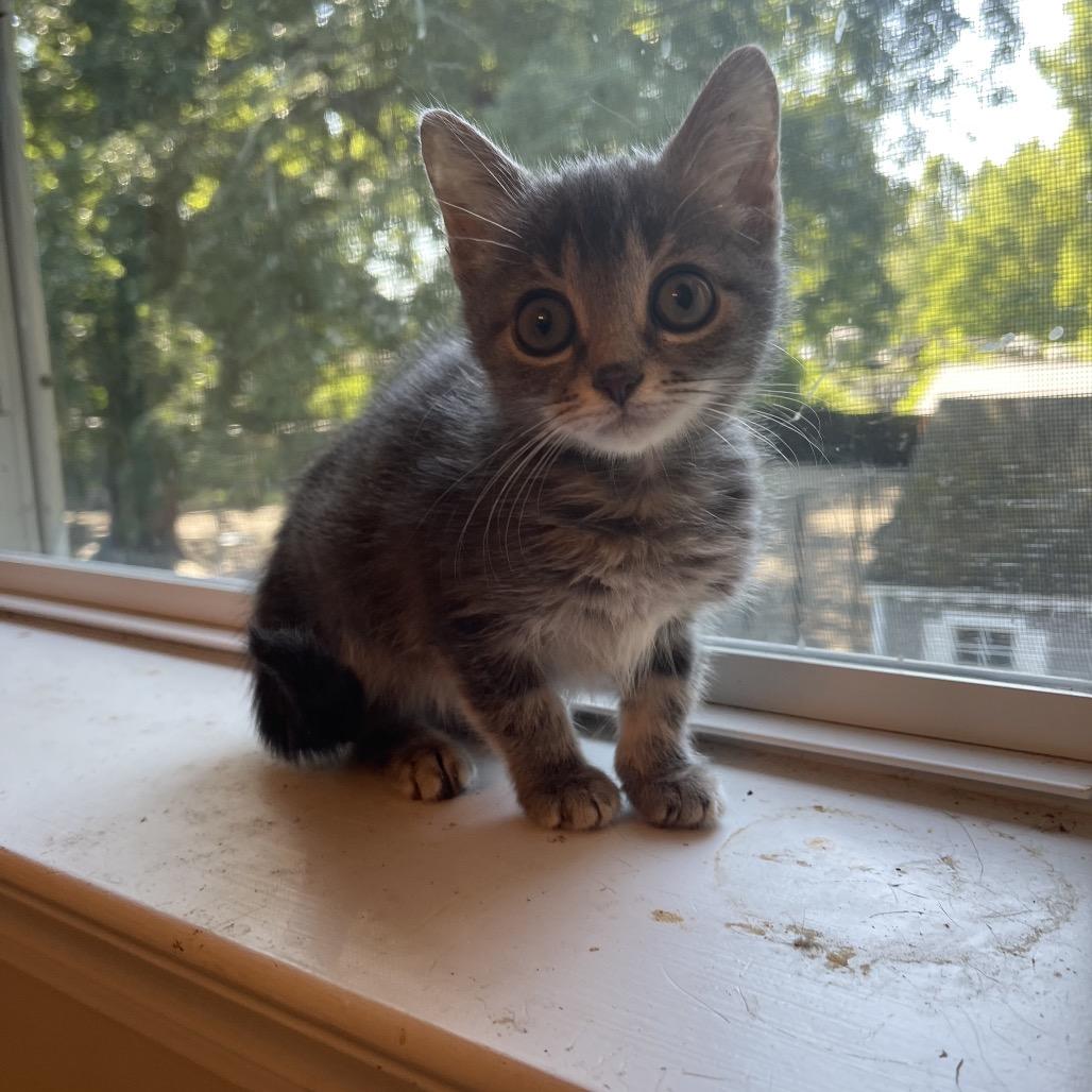 Butchie, Adoptable, Kitten Male Domestic Short Hair.