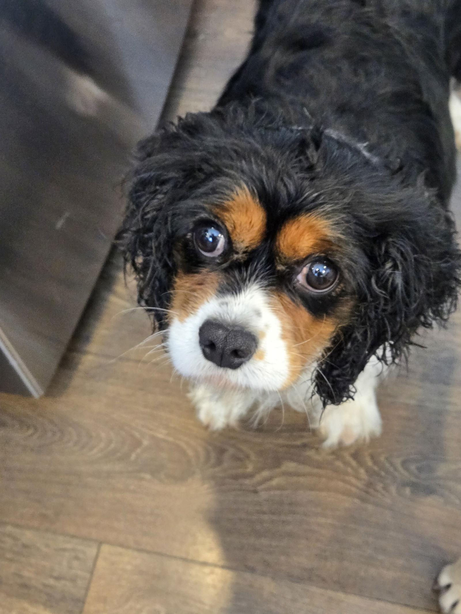 Birdie 4412, Adopted, Adult Female Cavalier King Charles Spaniel.
