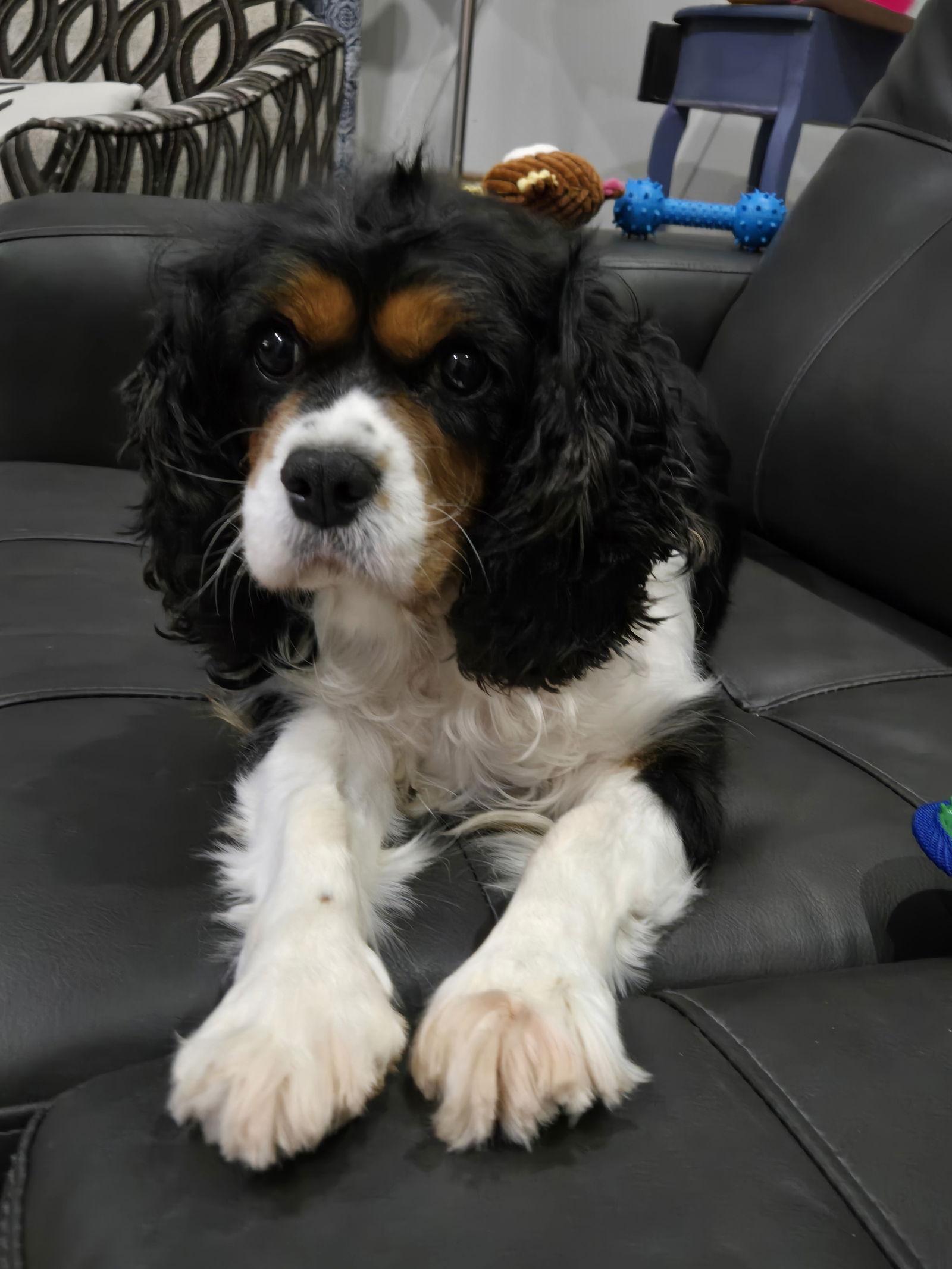 Enlarge Birdie 4412, a Adopted Cavalier King Charles Spaniel in Pickering, ON image 2/3
