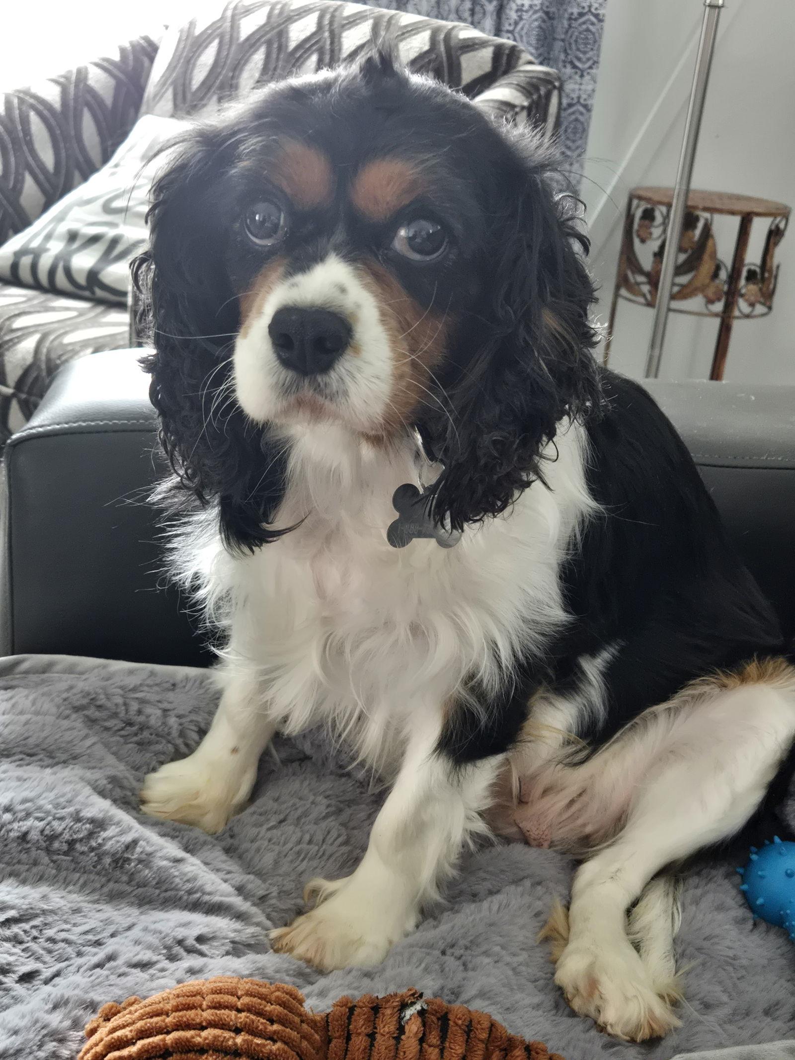 Enlarge Birdie 4412, a Adopted Cavalier King Charles Spaniel in Pickering, ON image 3/3