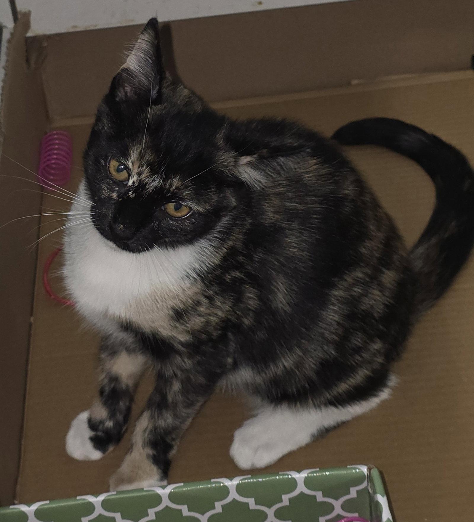 Sasha H, Adoptable, Young Female Domestic Short Hair.