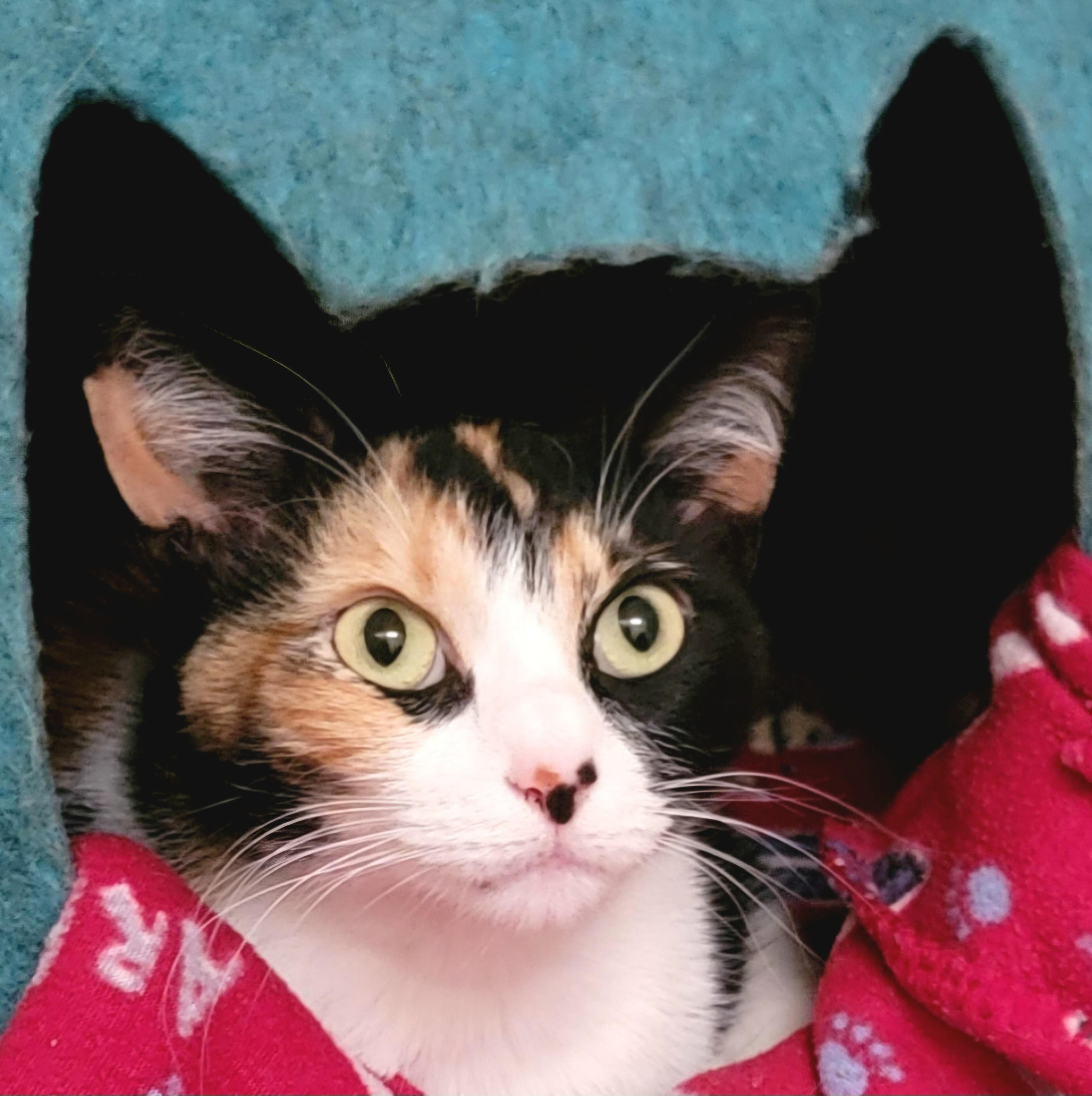 Enlarge Maggie, an adopted Domestic Short Hair in Webster, TX image 2/6