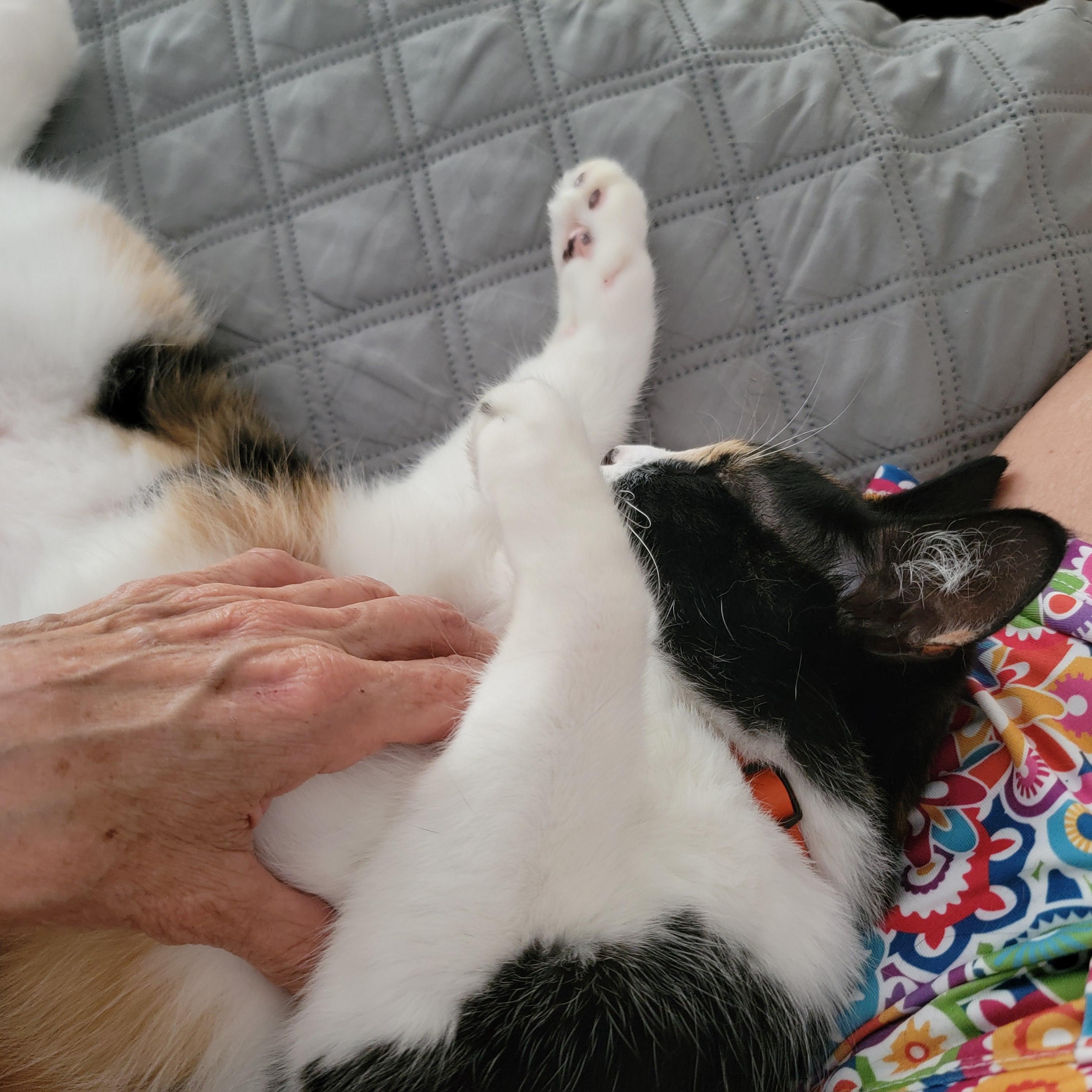 Enlarge Maggie, an adopted Domestic Short Hair in Webster, TX image 6/6