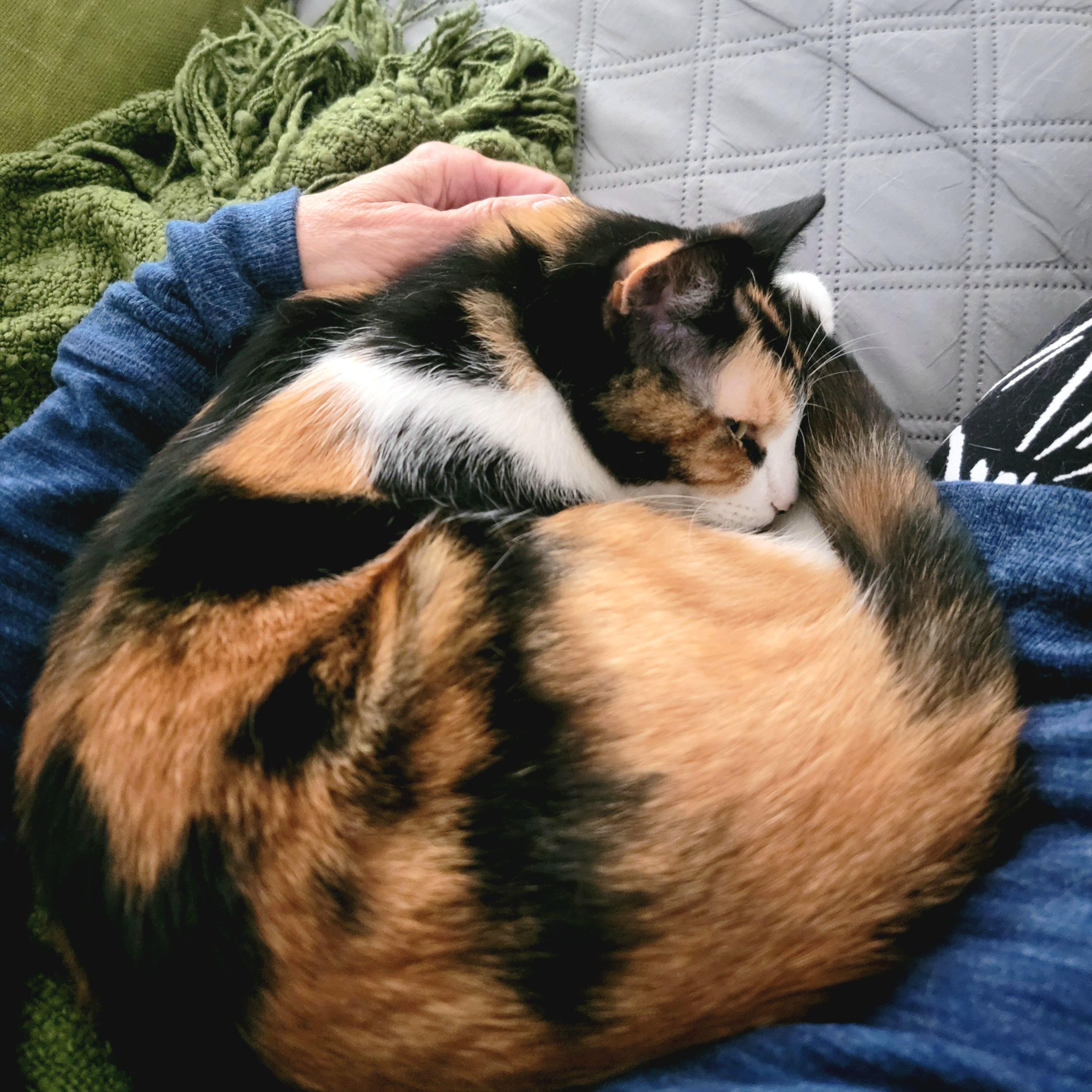 Enlarge Maggie, an adopted Domestic Short Hair in Webster, TX image 5/6