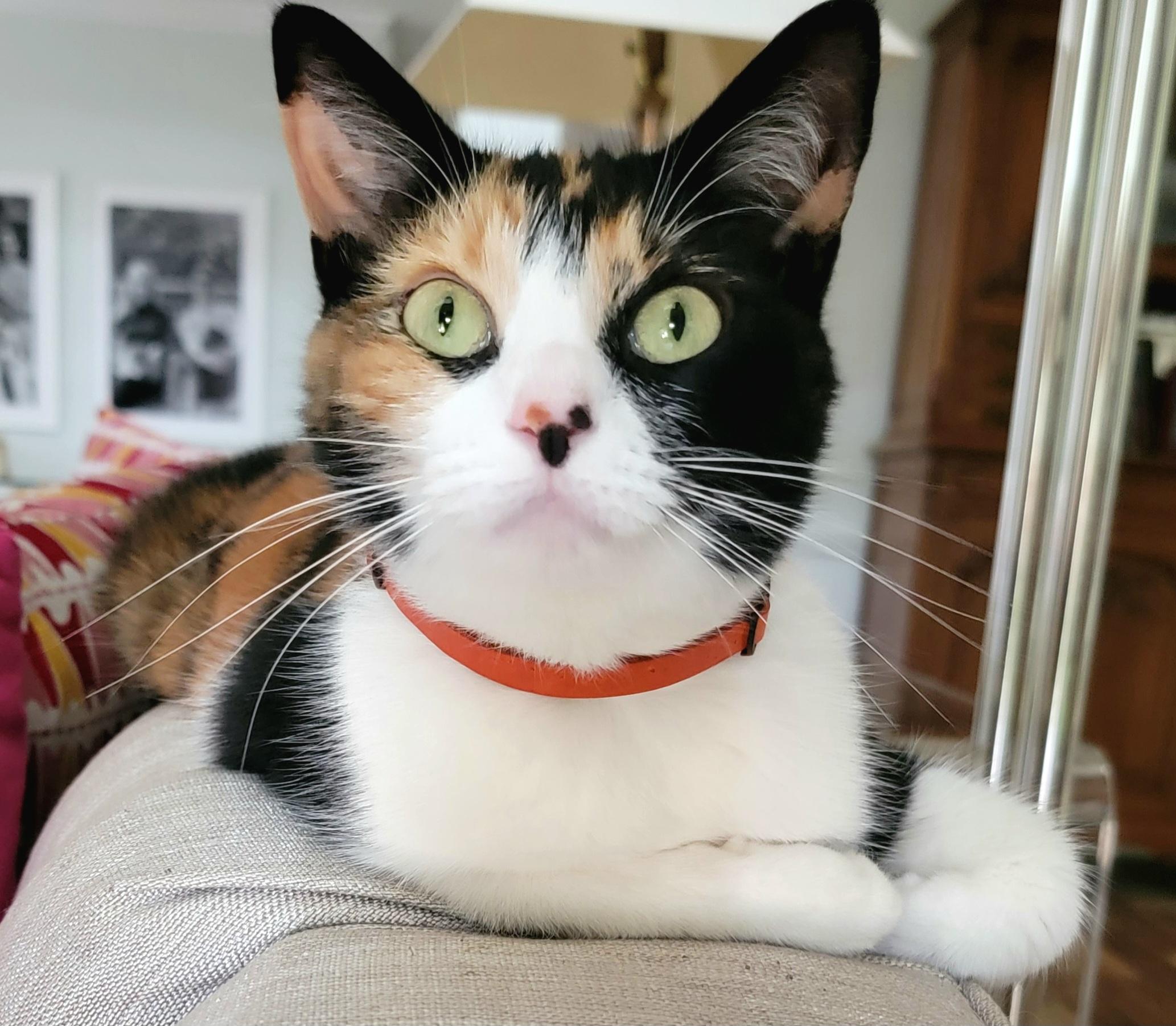 Enlarge Maggie, an adopted Domestic Short Hair in Webster, TX image 1/6