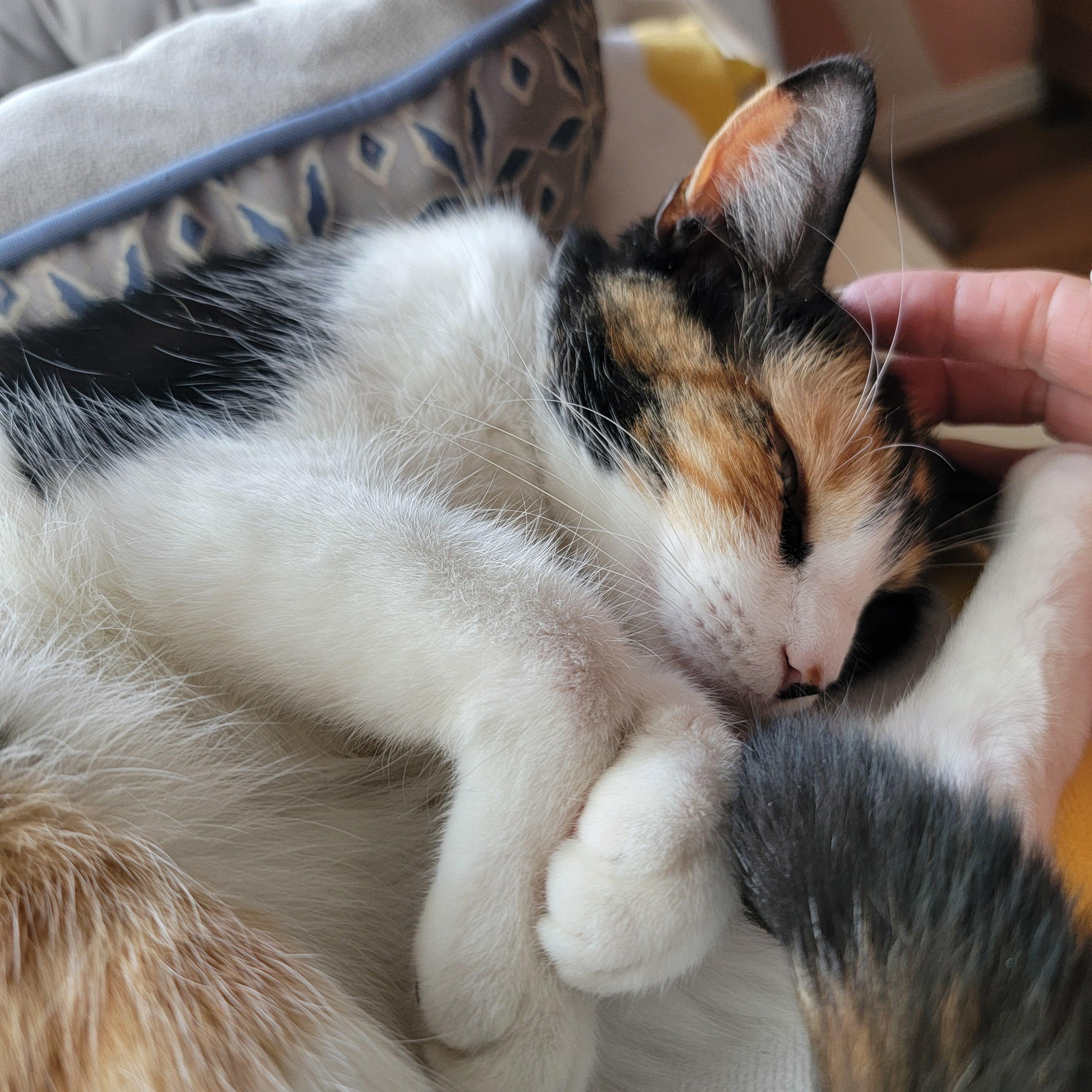 Enlarge Maggie, an adopted Domestic Short Hair in Webster, TX image 3/6