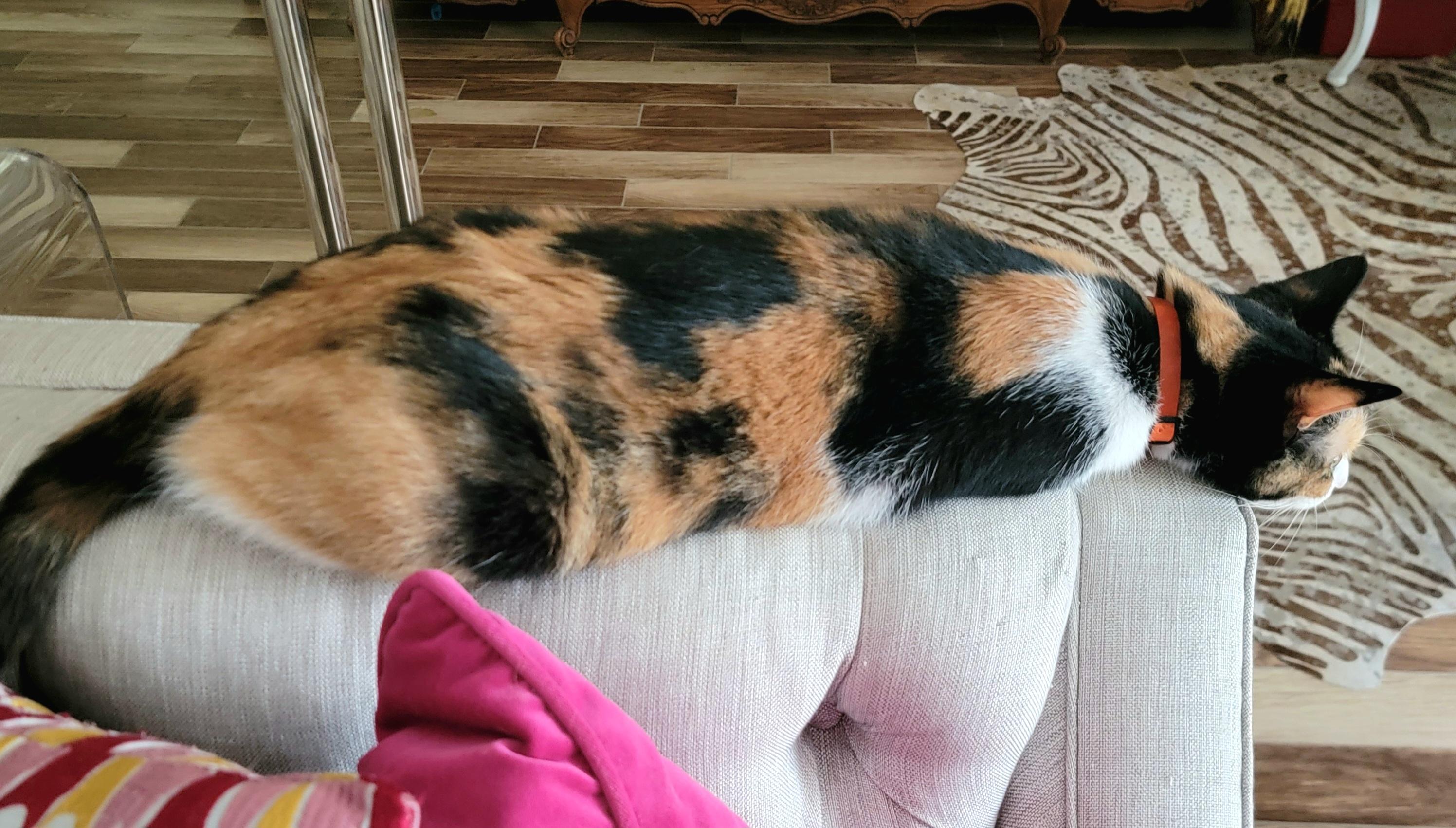 Enlarge Maggie, an adopted Domestic Short Hair in Webster, TX image 4/6