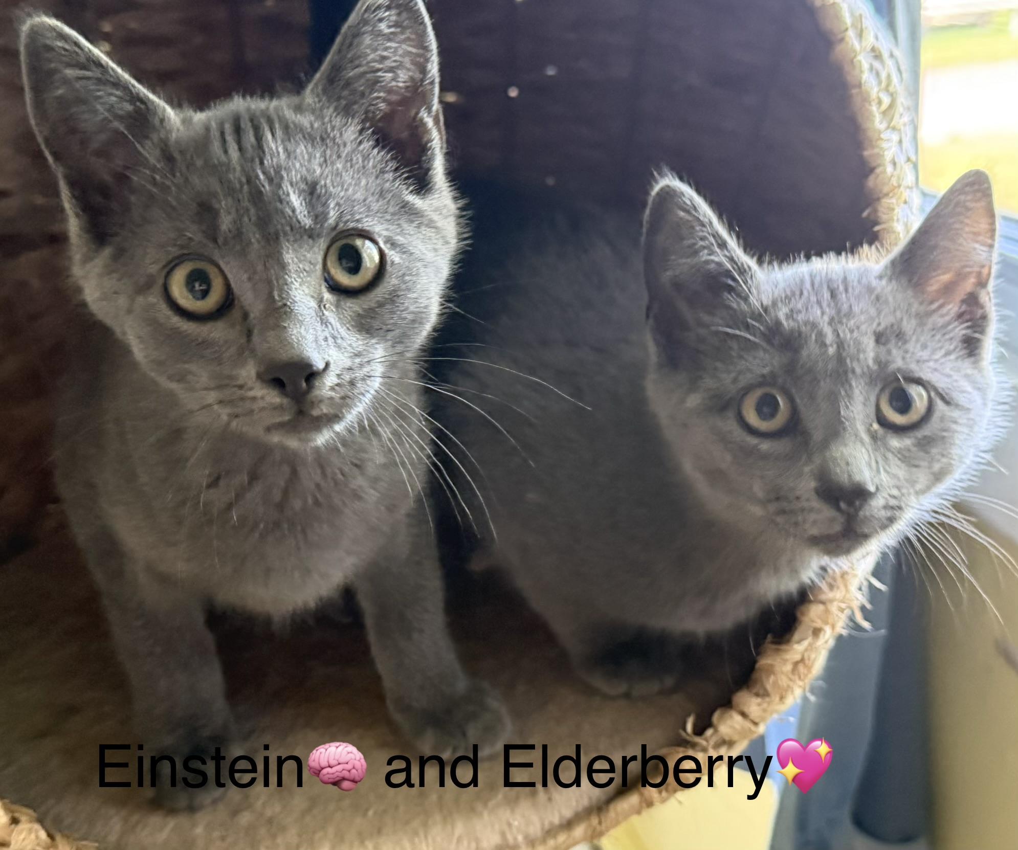 Einstein and Elderberry, ADOPTABLE, Kitten Male Domestic Short Hair.
