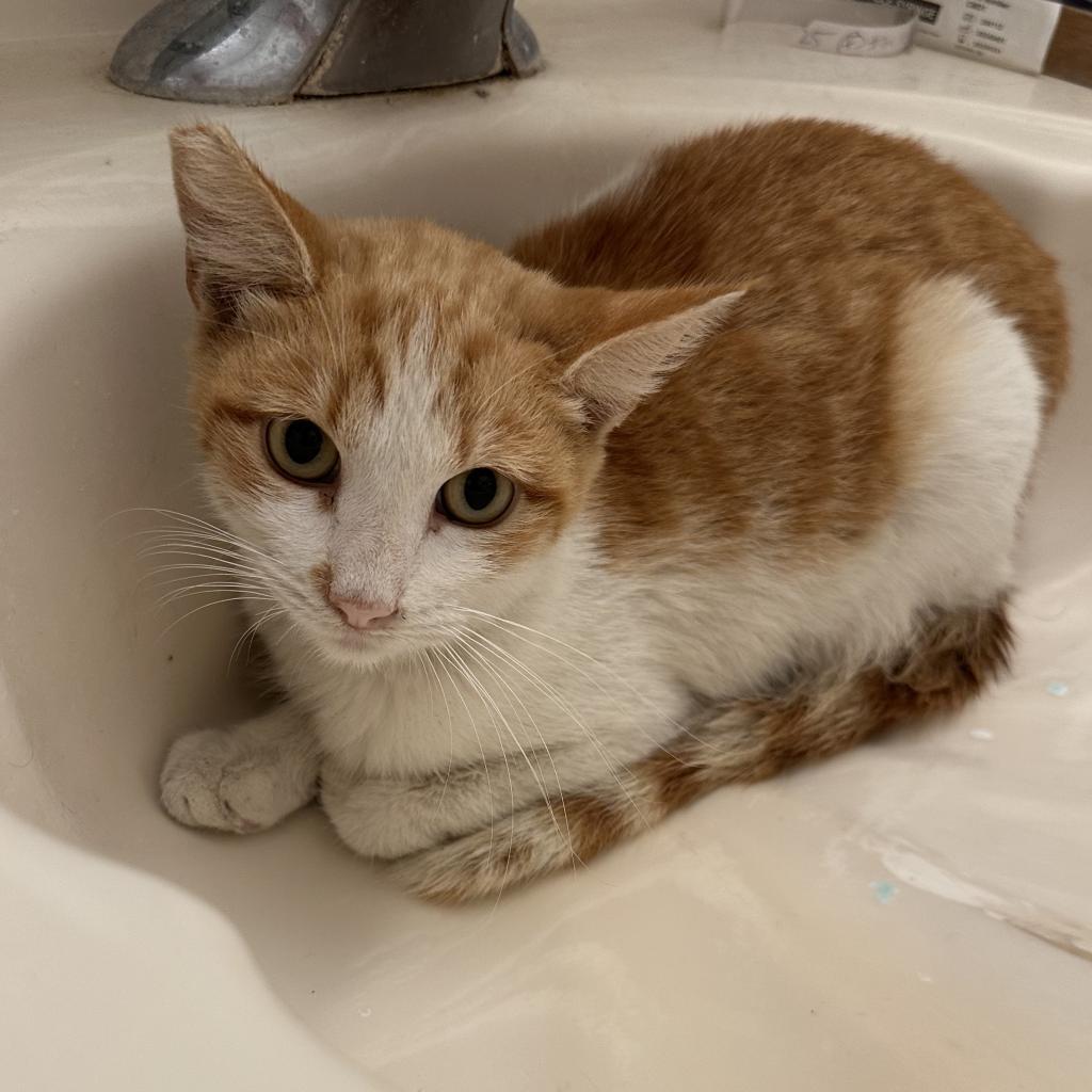 Enlarge Juice Box, a Adoptable Domestic Short Hair in Costa Mesa, CA image 1/6