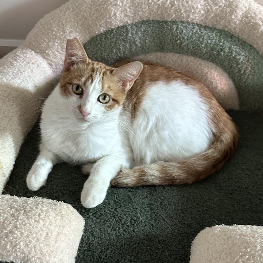 Enlarge Juice Box, a Adoptable Domestic Short Hair in Costa Mesa, CA image 2/6