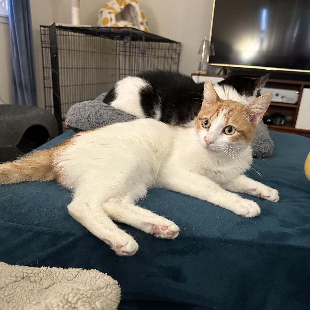 Enlarge Juice Box, a Adoptable Domestic Short Hair in Costa Mesa, CA image 3/6