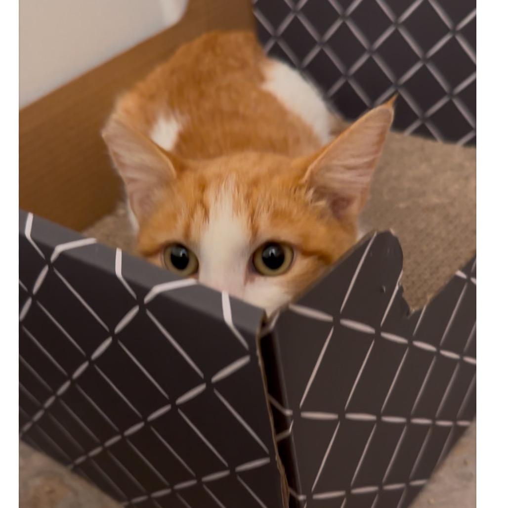 Enlarge Juice Box, a Adoptable Domestic Short Hair in Costa Mesa, CA image 4/6