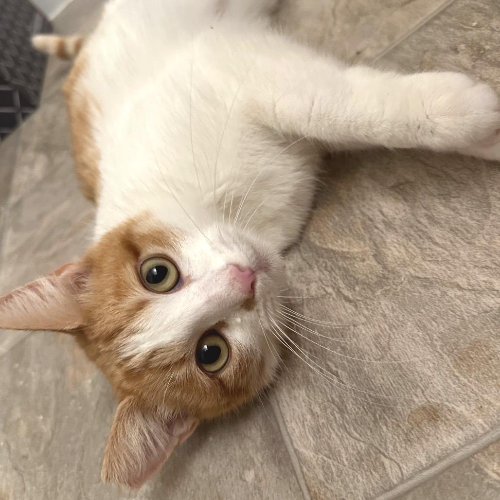 Enlarge Juice Box, a Adoptable Domestic Short Hair in Costa Mesa, CA image 5/6