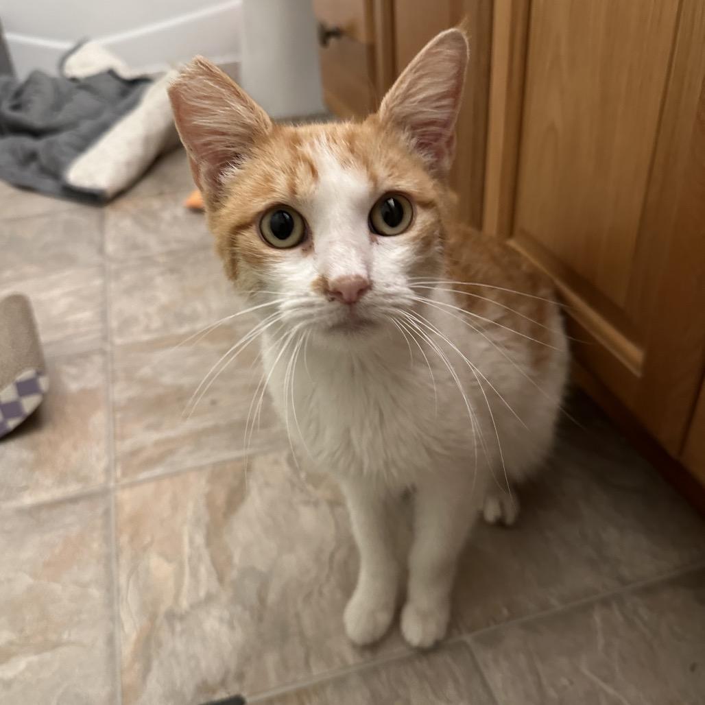 Enlarge Juice Box, a Adoptable Domestic Short Hair in Costa Mesa, CA image 6/6
