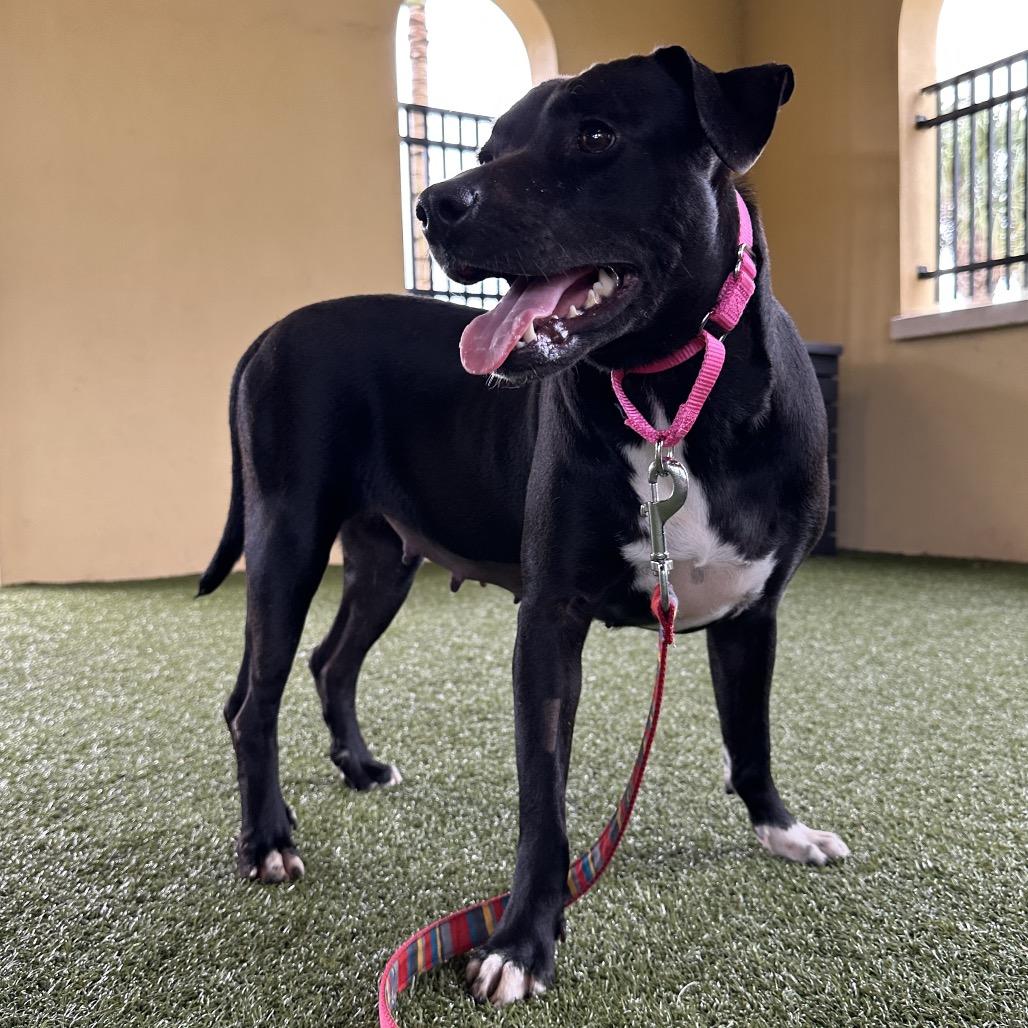Hera, Adoptable, Adult Female Chocolate Labrador Retriever.