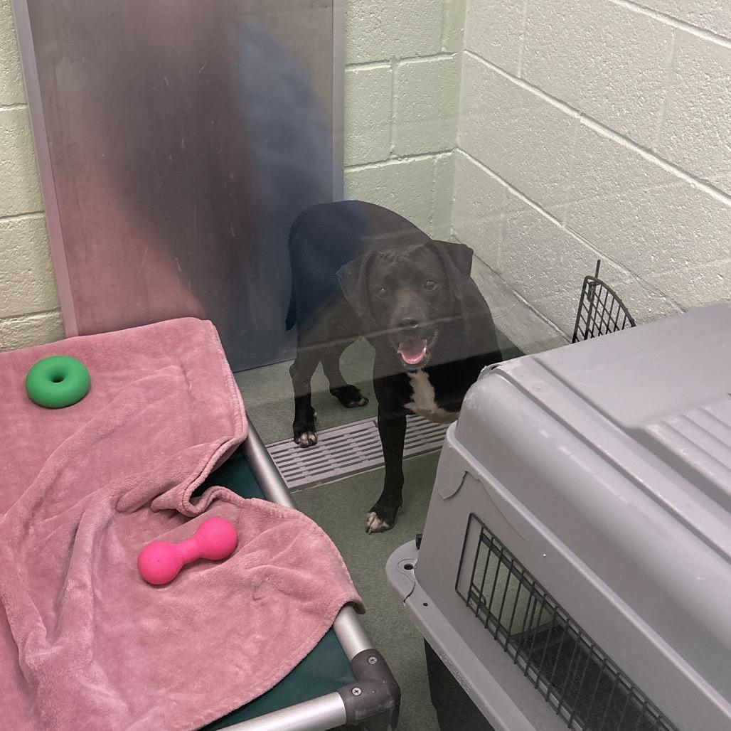 Hera, a Adoptable Chocolate Labrador Retriever in West Palm Beach, FL image 2/5