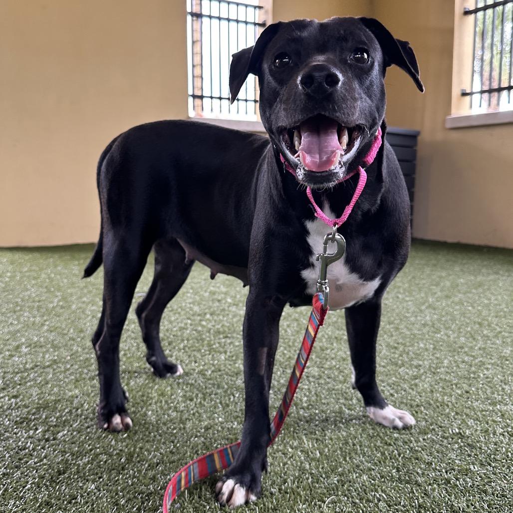 Hera, a Adoptable Chocolate Labrador Retriever in West Palm Beach, FL image 3/5