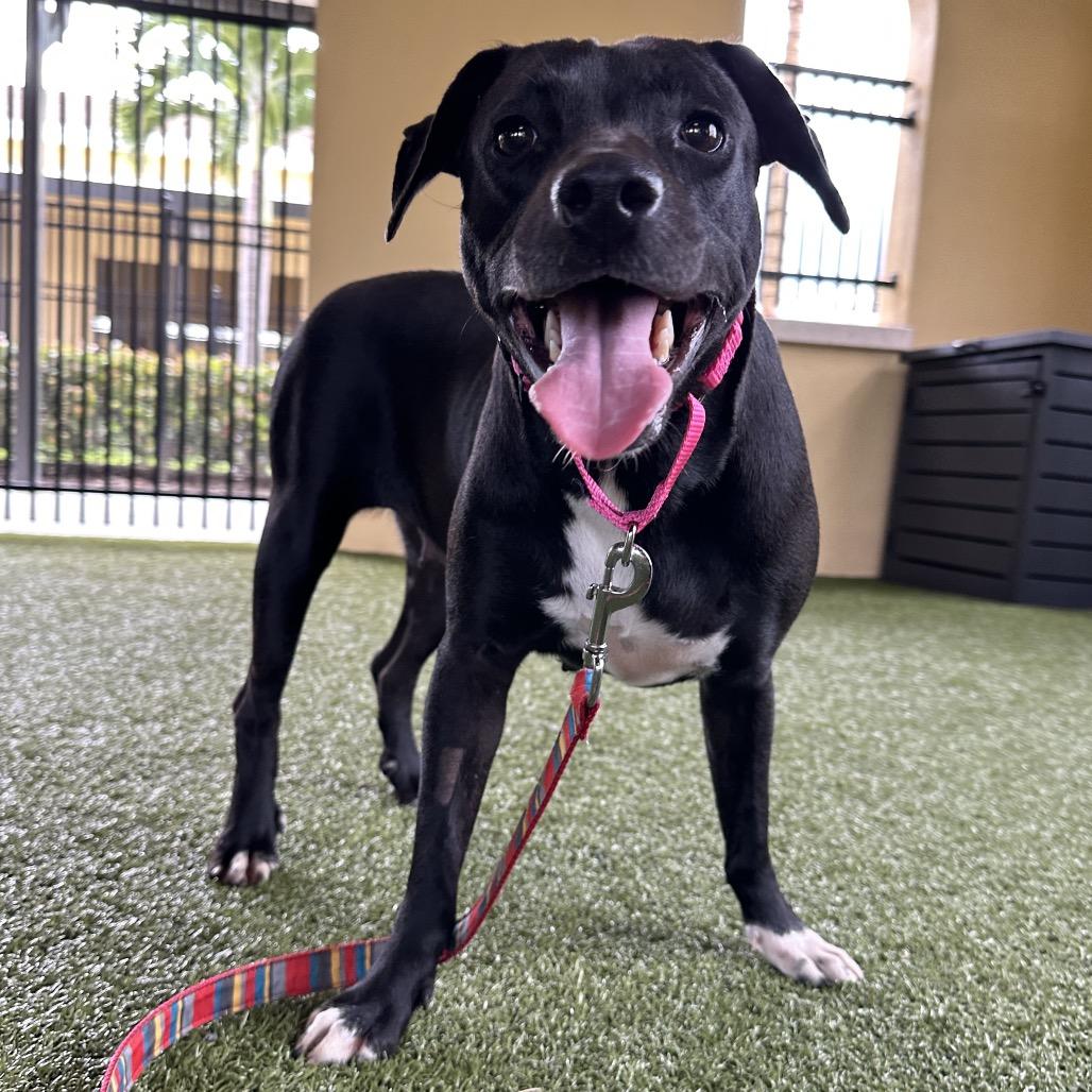 Hera, a Adoptable Chocolate Labrador Retriever in West Palm Beach, FL image 4/5