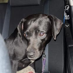 Hera, a Adoptable Chocolate Labrador Retriever in West Palm Beach, FL image 5/5