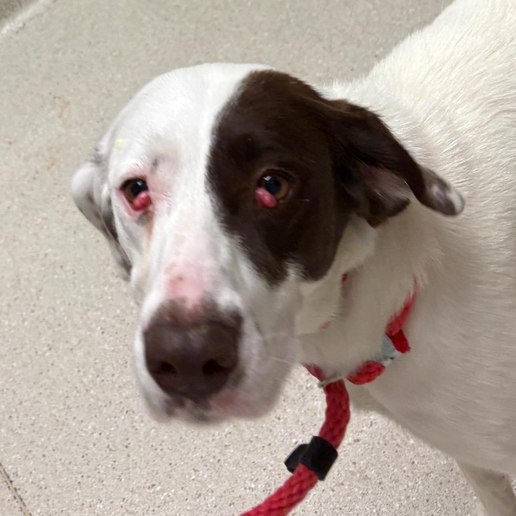 Brownie, Adoptable, Adult Female Mixed Breed.