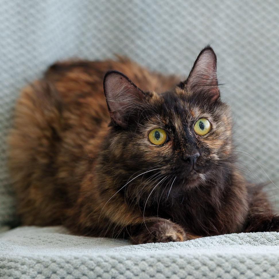 Enlarge Jasmine, a Adoptable Domestic Medium Hair in Sunnyvale, CA image 1/3