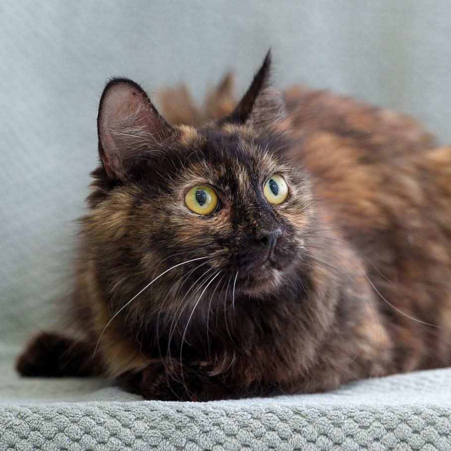 Enlarge Jasmine, a Adoptable Domestic Medium Hair in Sunnyvale, CA image 2/3