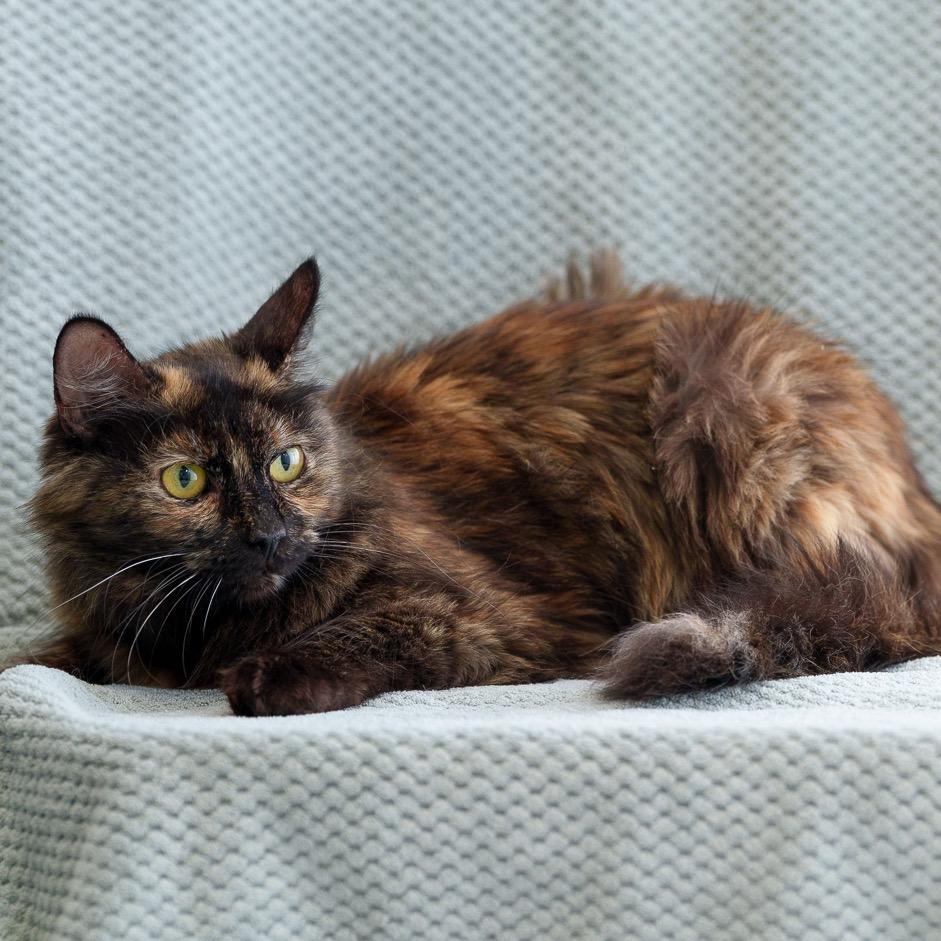 Enlarge Jasmine, a Adoptable Domestic Medium Hair in Sunnyvale, CA image 3/3