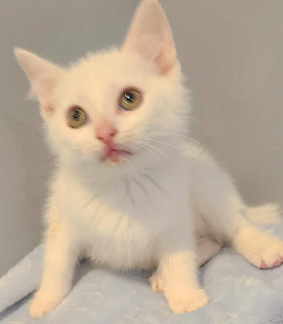 Myles-Wobbler, an adoptable Domestic Short Hair in St Stephen, NB image 2/3