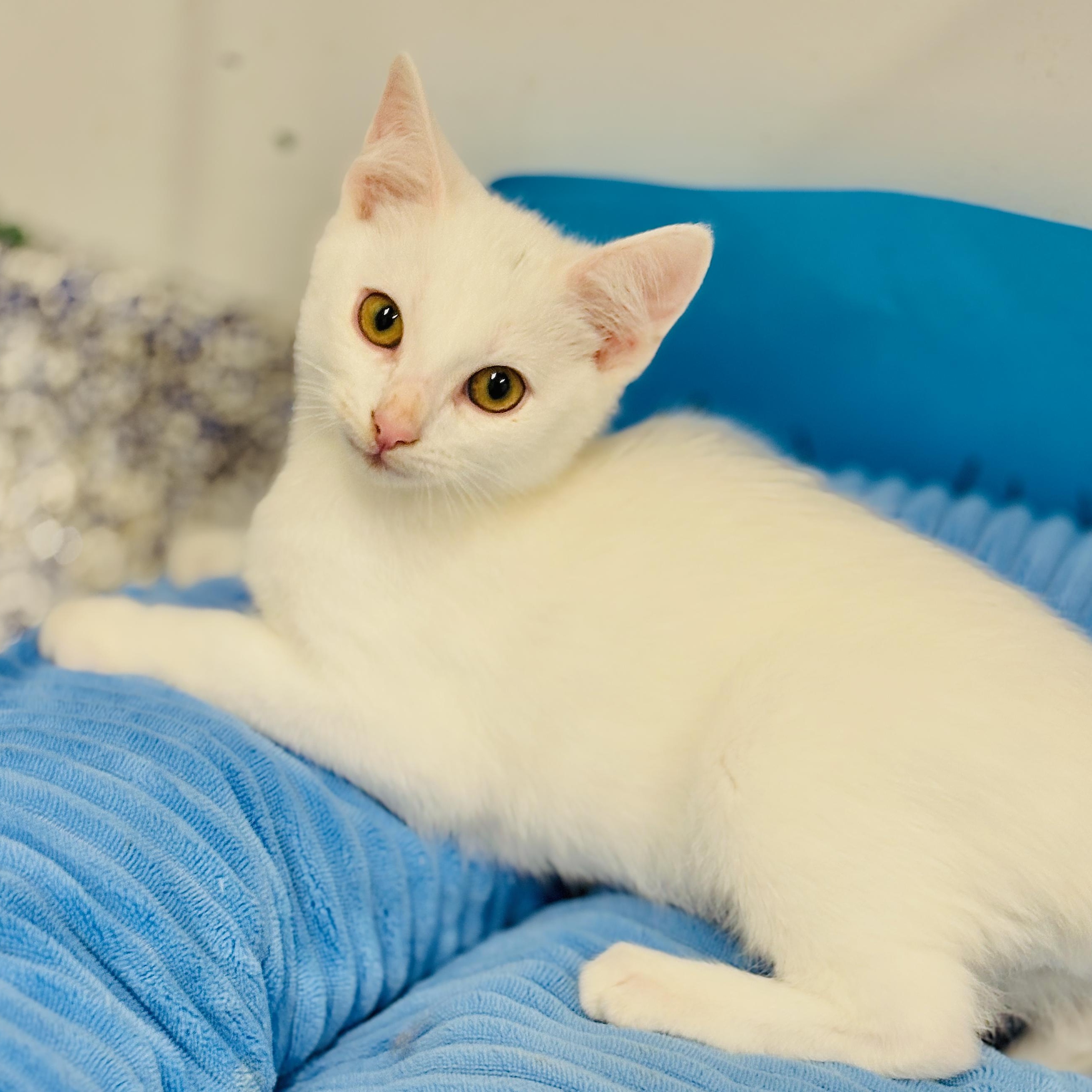 Myles-Wobbler, adoptable, Kitten Male Domestic Short Hair.