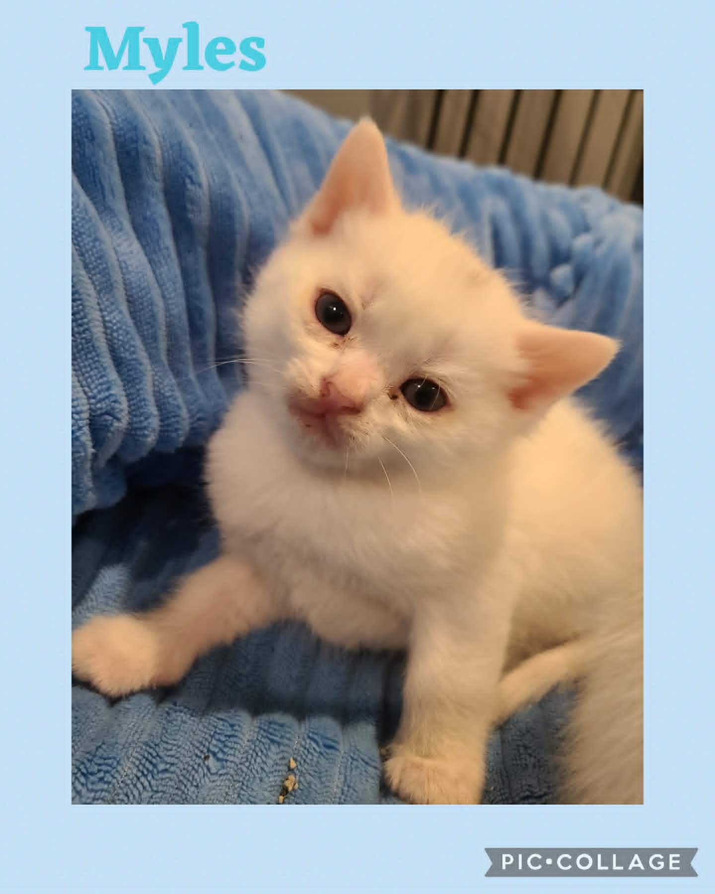Myles-Wobbler, an adoptable Domestic Short Hair in St Stephen, NB image 3/3